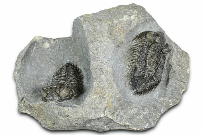 Double Coltraneia Trilobite Fossil - Huge Faceted Eyes #363238